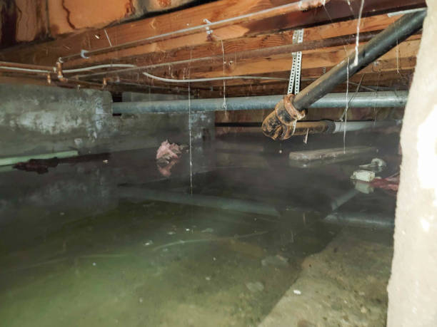 Best Water damage contractors near me  in Daingerfield, TX