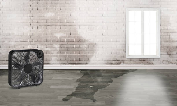 Water damage restoration mold remediation in Daingerfield, TX